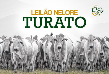 LEILÃO NELORE TURATO